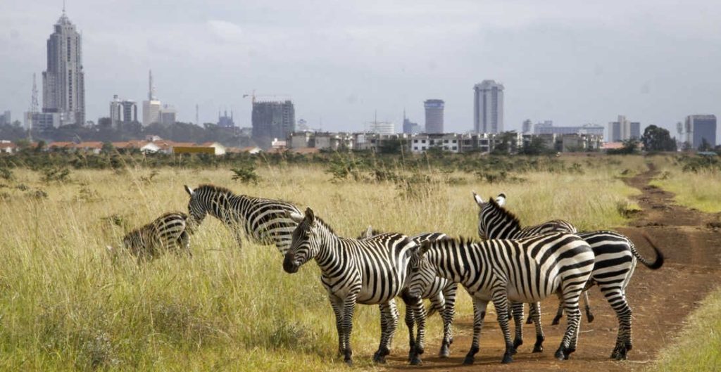 Nairobi National Park in Nairobi, Kenya, where, lions, rhinos and other animals roam just miles from downtown